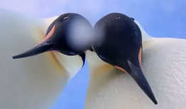 企鹅视频,精彩内容一网打尽，带你领略视听盛宴